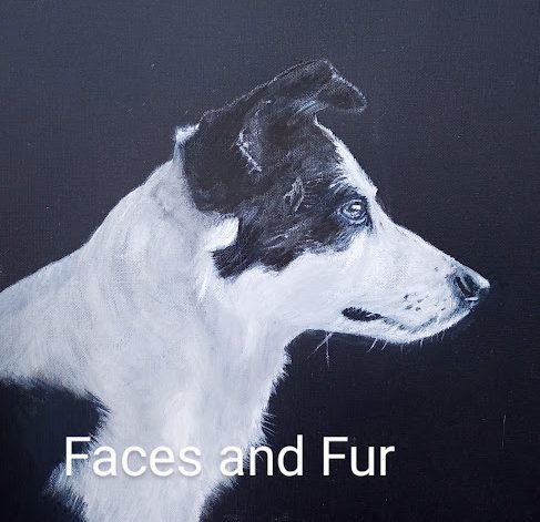 pet portrait of collie dog 